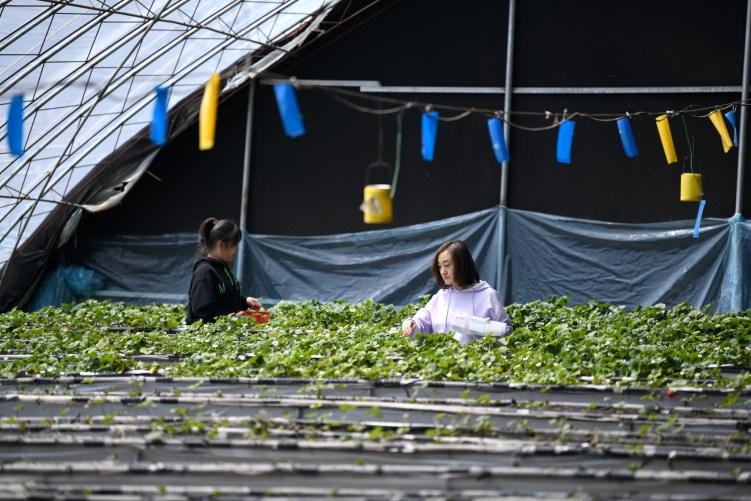 河北隆化：打造“四季草莓”生产基地_fororder_1