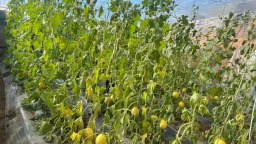 遵化市刘备寨乡：温室甜瓜香 采摘增收旺