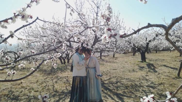 石家庄市鹿泉区：千树杏云映春色 漫山芬芳促振兴_fororder_image005