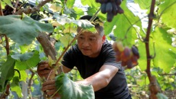 河北泊头：果香漫乡野 特色种植让田园产出“甜蜜收益”