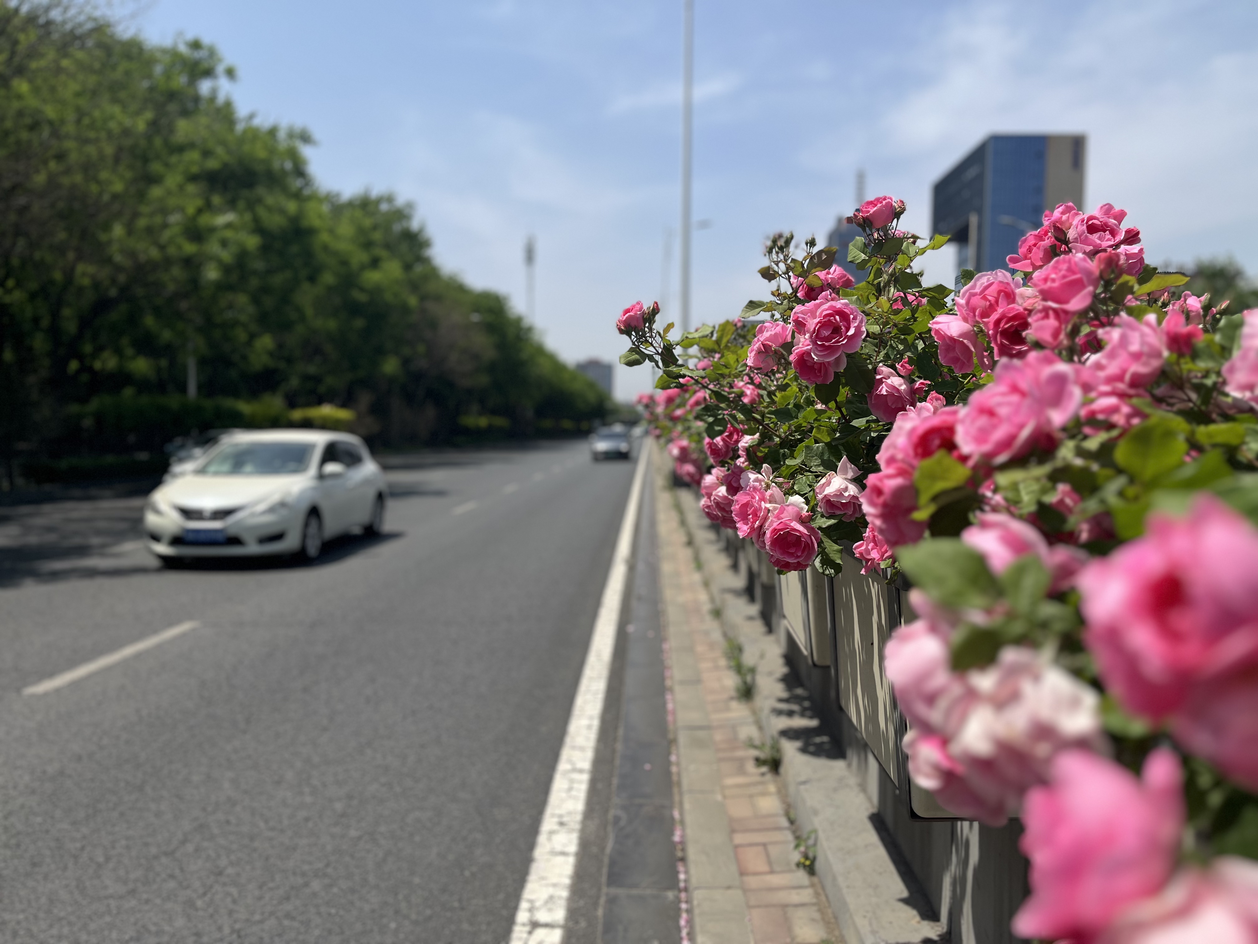 350万株鲜花扮靓石家庄 营造浓浓节日氛围_fororder_高架桥月季花（选）