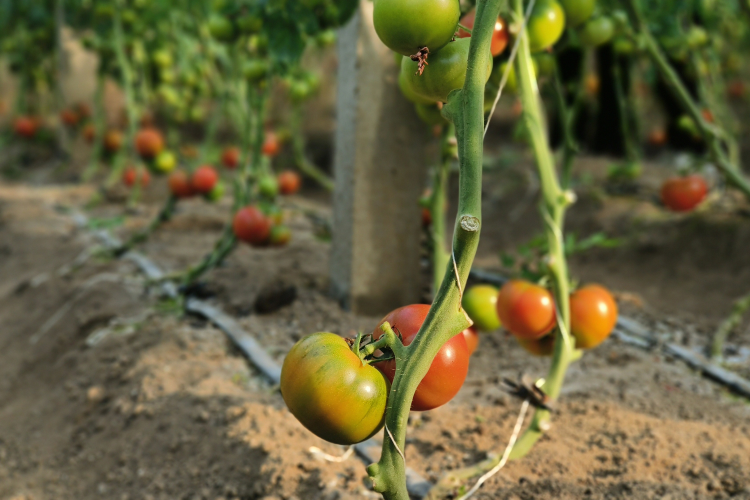 图片默认标题_fororder_图片 1