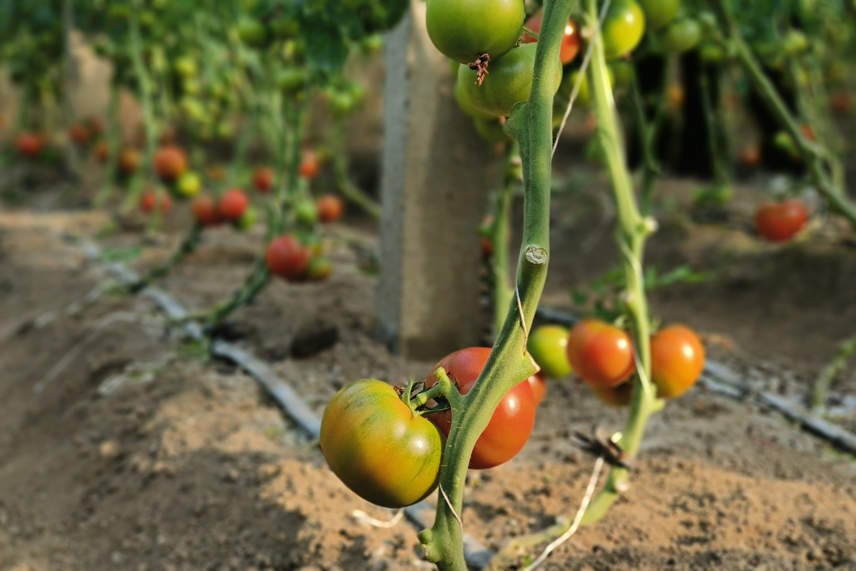 图片默认标题_fororder_图片 1