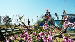 河北迁安：亚滦湾第十届桃花文化旅游节启幕