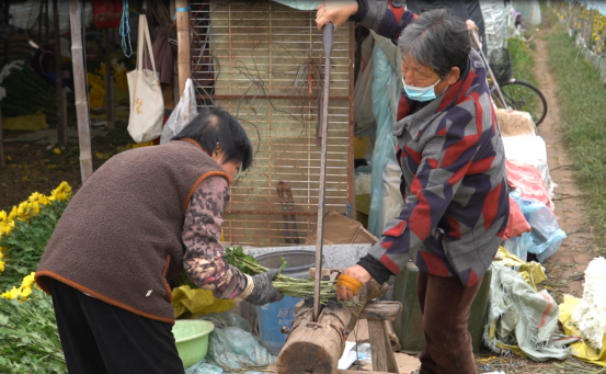 河北曲阳：大棚菊花绽放“美丽经济” 产业兴旺助力乡村振兴_fororder_河北曲阳：大棚菊花绽放“美丽经济” 产业兴旺助力乡村振兴424