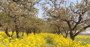 1,000 Mu of Rapeseed Flowers in Full Bloom in Luquan, Shijiazhuang_fororder_3