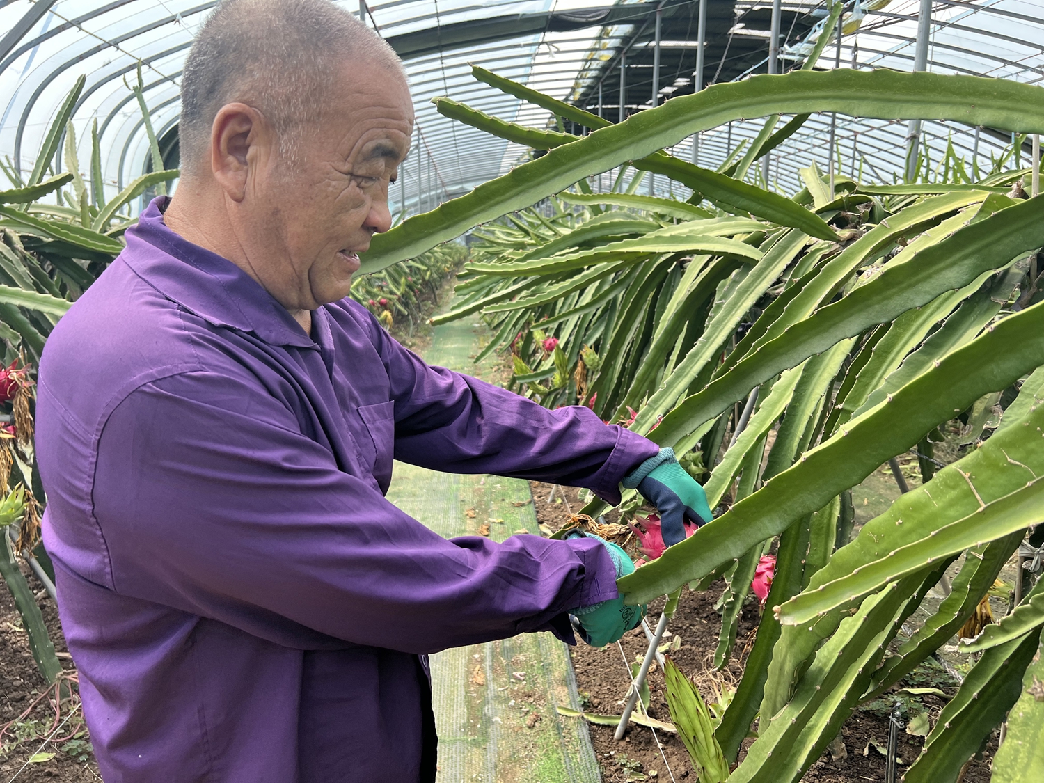 图片默认标题_fororder_种植户采摘火龙果 摄影 袁野