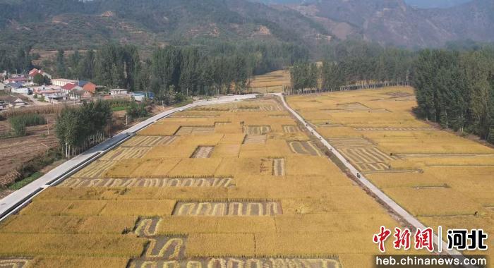 秦皇岛青龙：“稻”处丰收景 产业绘新图