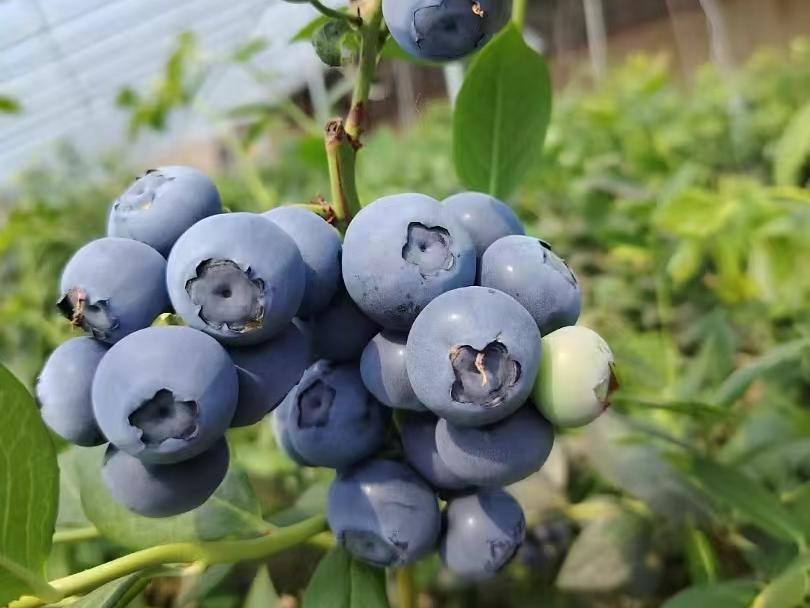 遵化：“小”而“精”家庭农场释放新活力_fororder_一颗颗成熟的蓝莓即将下树  刘占胜摄