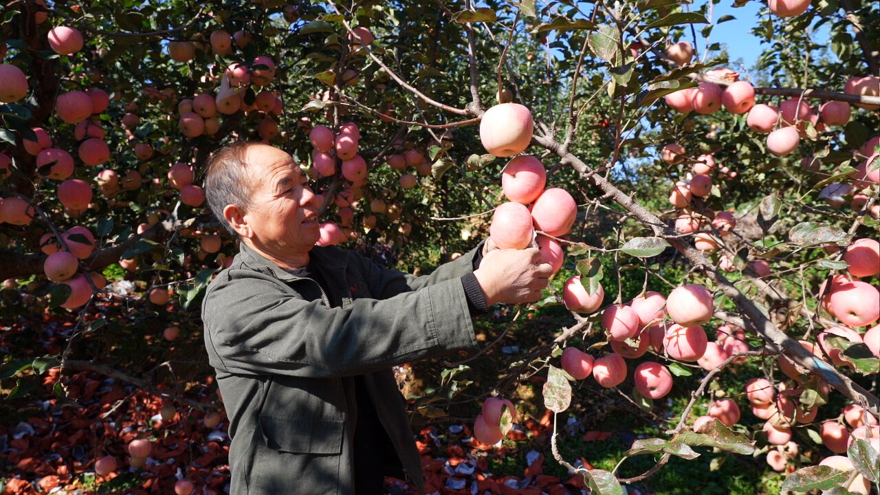 唐山迁安：苹果丰收季 果红映笑颜_fororder_迁安市桃园林果种植合作社的果农在采收苹果。郭强 摄.JPG