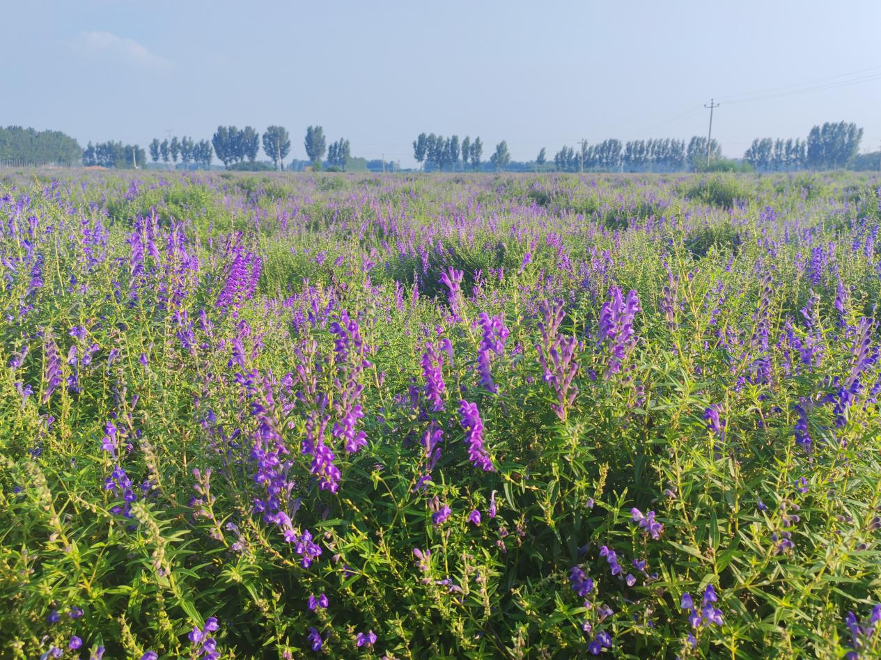 河北曲阳: 中药材种植富民生 乡村振兴药香浓_fororder_图片3