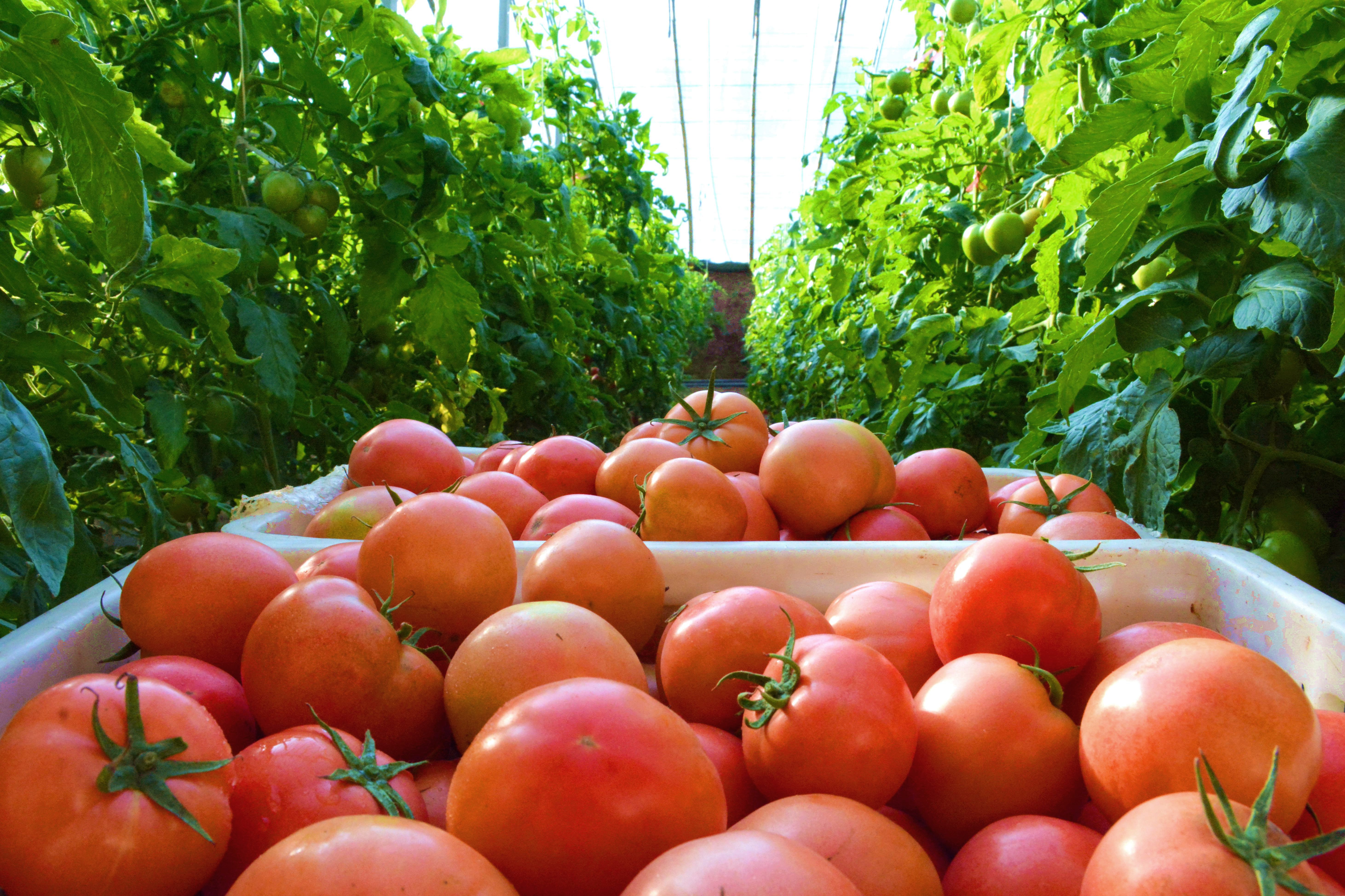 河北献县：冬闲时节番茄红 熊蜂授粉助增收_fororder_image001