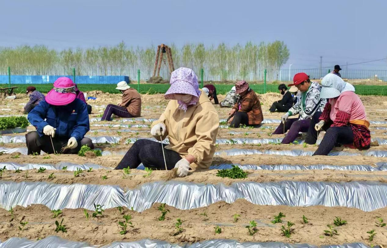 河北东光：甜叶菊种植开启“甜蜜经济”新图景_fororder_图片1
