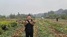河北阜平：生姜扎根太行山 奏响兴农致富曲