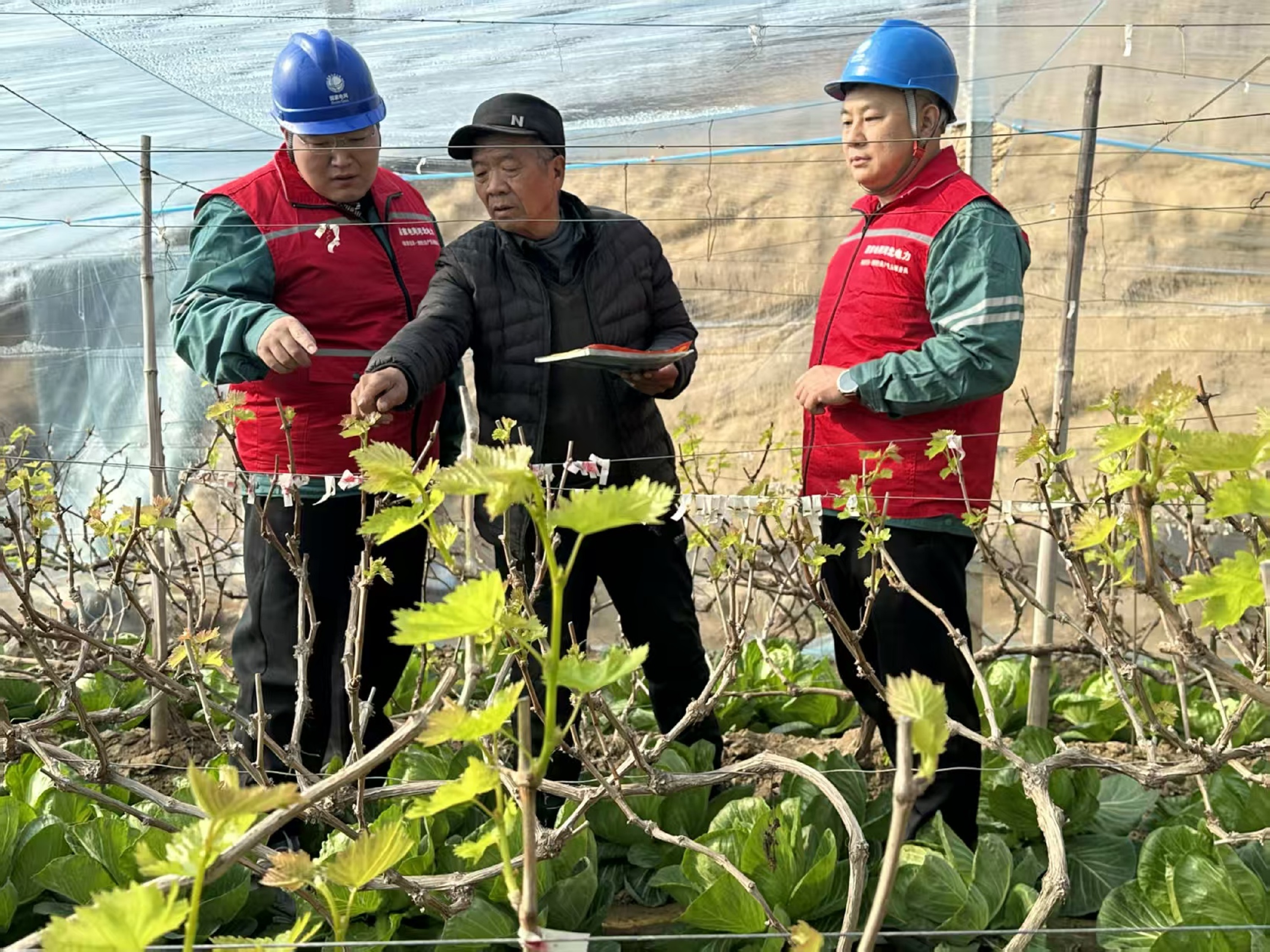 保定博野：电力护航暖棚区 保障群众“菜篮子”_fororder_1