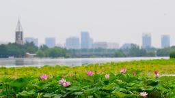 河北石家庄：荷花绽放 夏意满塘
