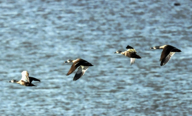 Qian'an Welcomes Bird-Watching Season_fororder_2c6eaa82aa6740898579c14b5da502f1.1512x1026.880x2147483647