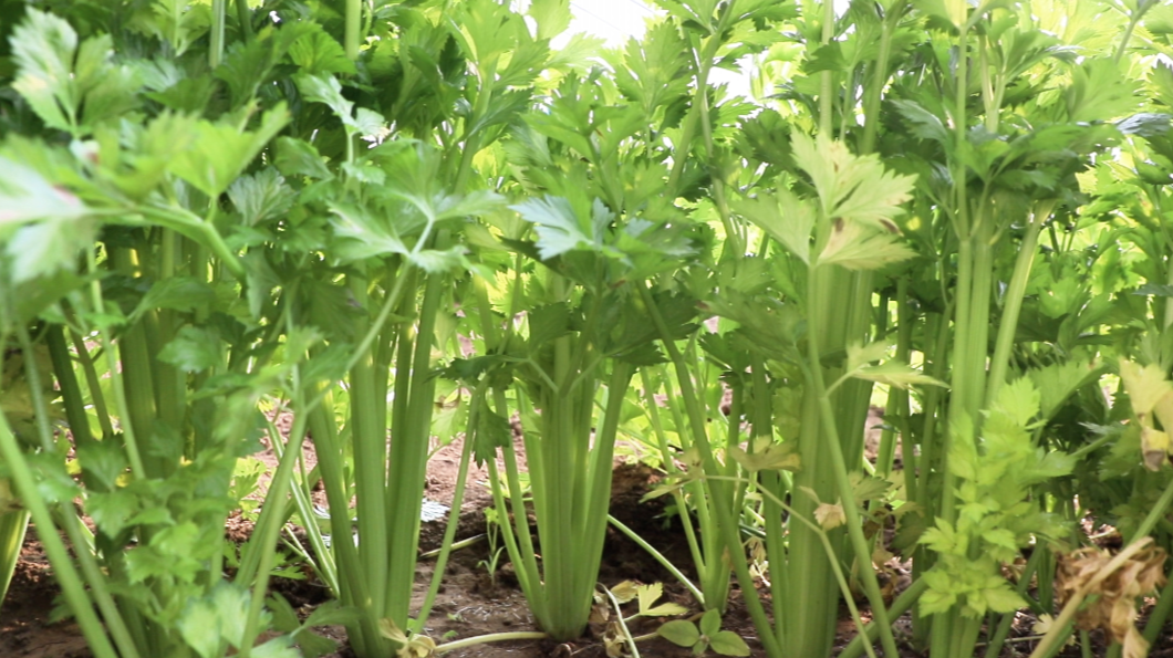 河北迁安：设施农业撑起冬日增收伞_fororder_迁安市蔡园镇蔡家洼村纯鲜采摘园芹菜丰收。王志斌  摄