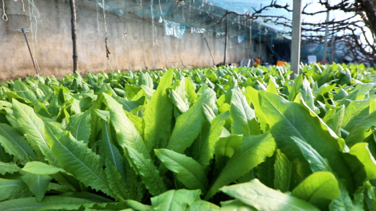 河北迁安：大棚管护忙 错季蔬菜俏迎新春_fororder_迁安市杨各庄镇阎官屯村的温室大棚蔬菜长势良好。王志斌 摄