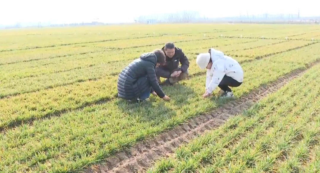 石家庄市鹿泉区：抓春管防病害 农技人员入田开“药方”_fororder_image003