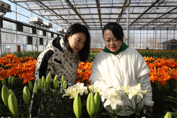 保定徐水：“花式年货”上新 成年节文旅市场新宠