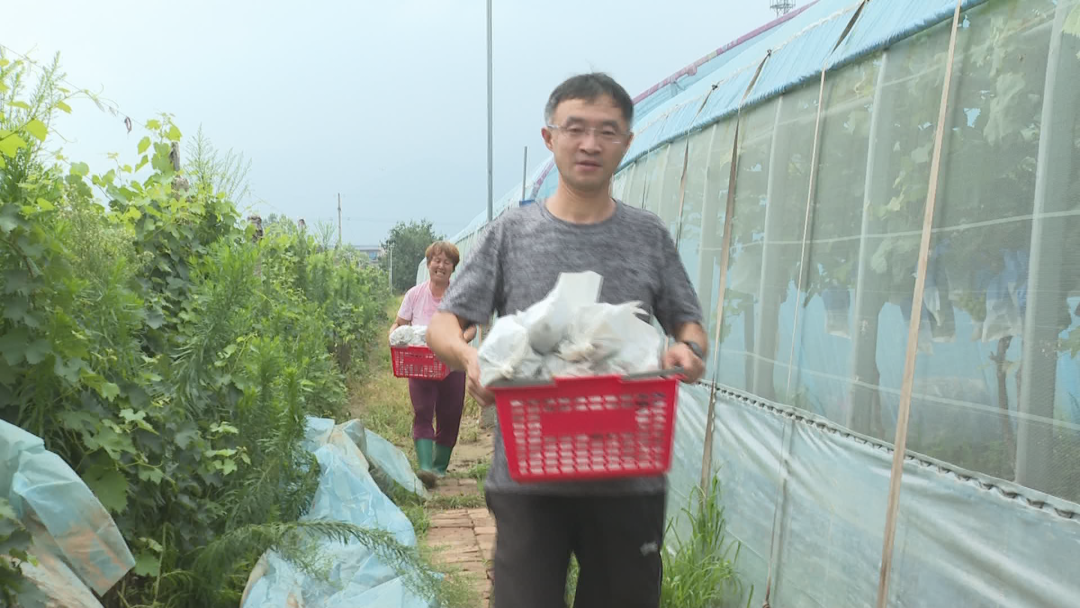 石家庄市鹿泉区：葡萄满园迎丰收 乡村振兴有“甜”头_fororder_图片4