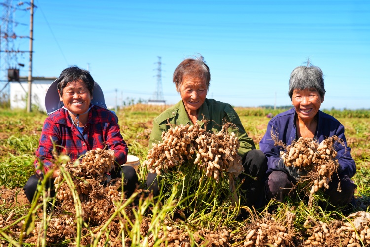河北迁安：花生丰收农民笑_fororder_9月18日，迁安市夏官营镇农户手捧花生，喜笑颜开。张泽慧摄