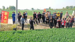 河北保定徐水区：一粒小麦种 “丰”行京津冀