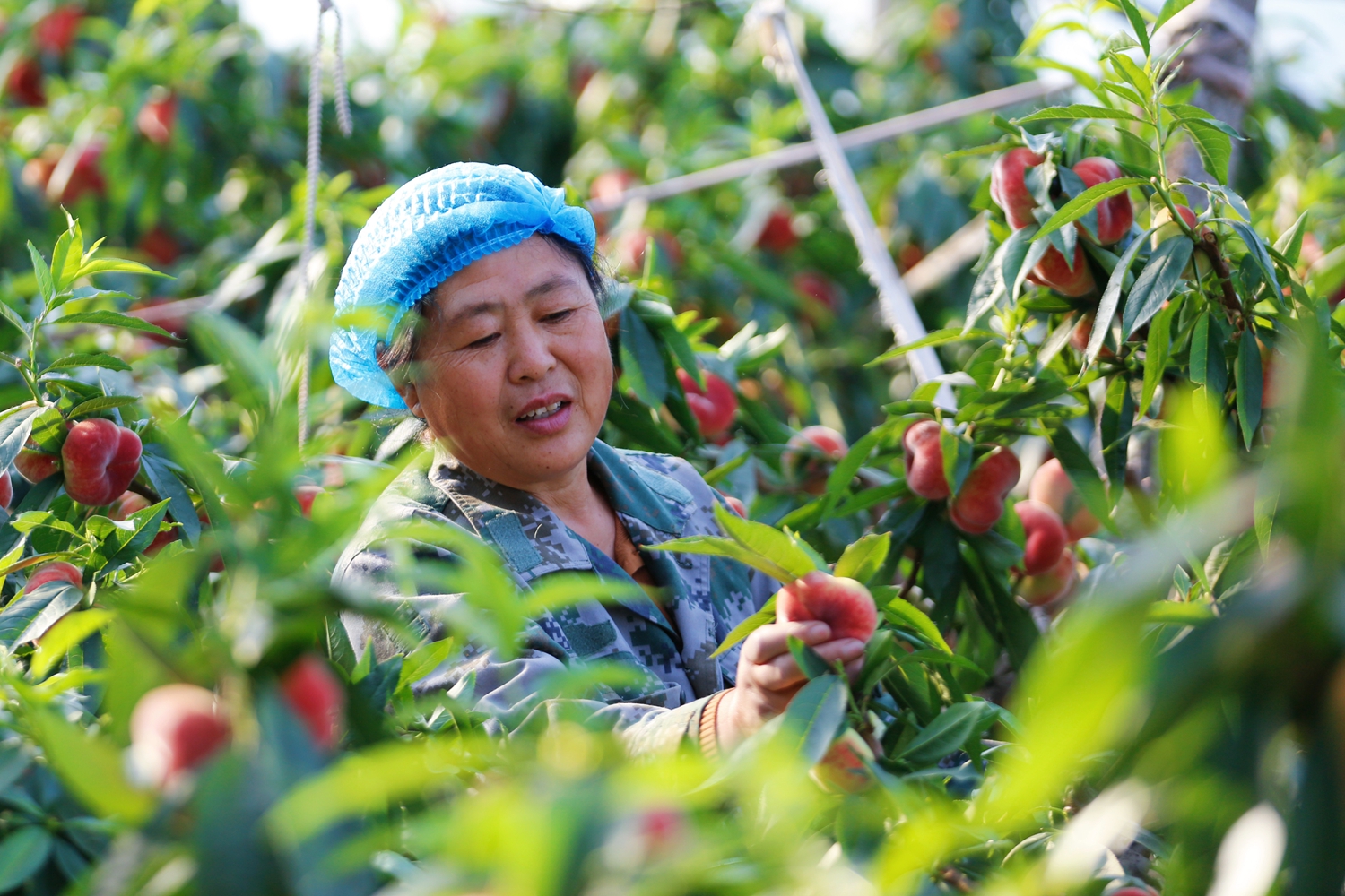 保定市满城区：蟠桃丰收采摘忙 乡村振兴结硕果_fororder_果农采摘蟠桃 摄影 田素然