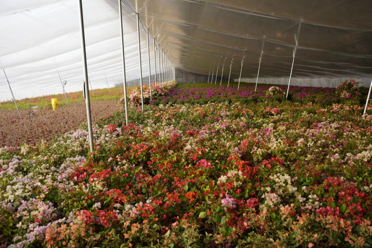 图片默认标题_fororder_图片 1