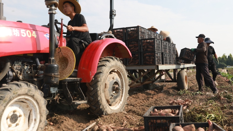 保定市莲池区：科技赋能现代农业 甘薯基地喜获丰收_fororder_图片四：2025年9月15日，莲池区五尧乡安庄村的甘薯种植核心示范基地，工人正在装卸运输红薯。（刘宗泽摄）