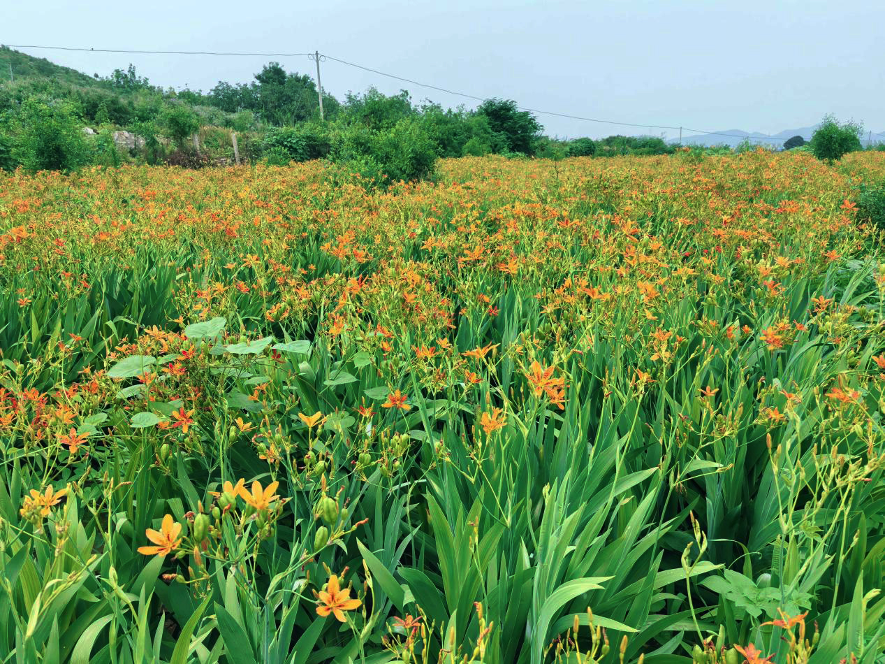 河北曲阳: 中药材种植富民生 乡村振兴药香浓_fororder_图片1