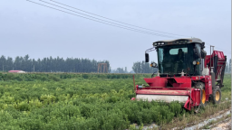 河北东光：甜叶菊铺就乡村振兴甜蜜路