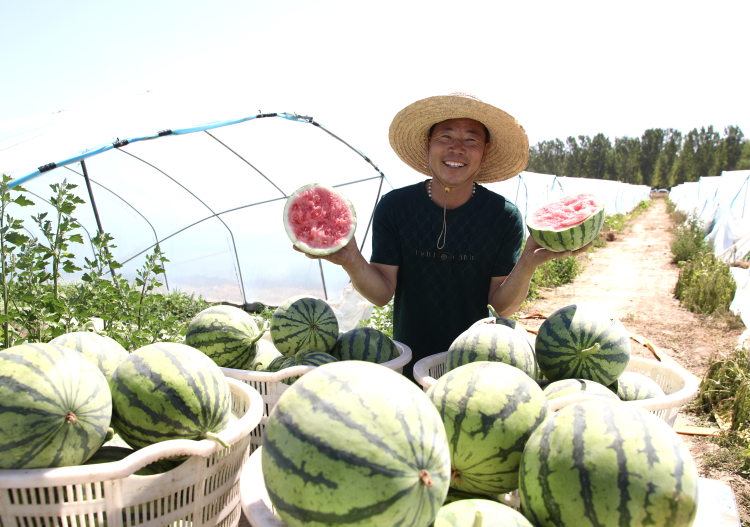 河北肃宁：西瓜丰收富农家_fororder_河北肃宁：西瓜丰收富农家4