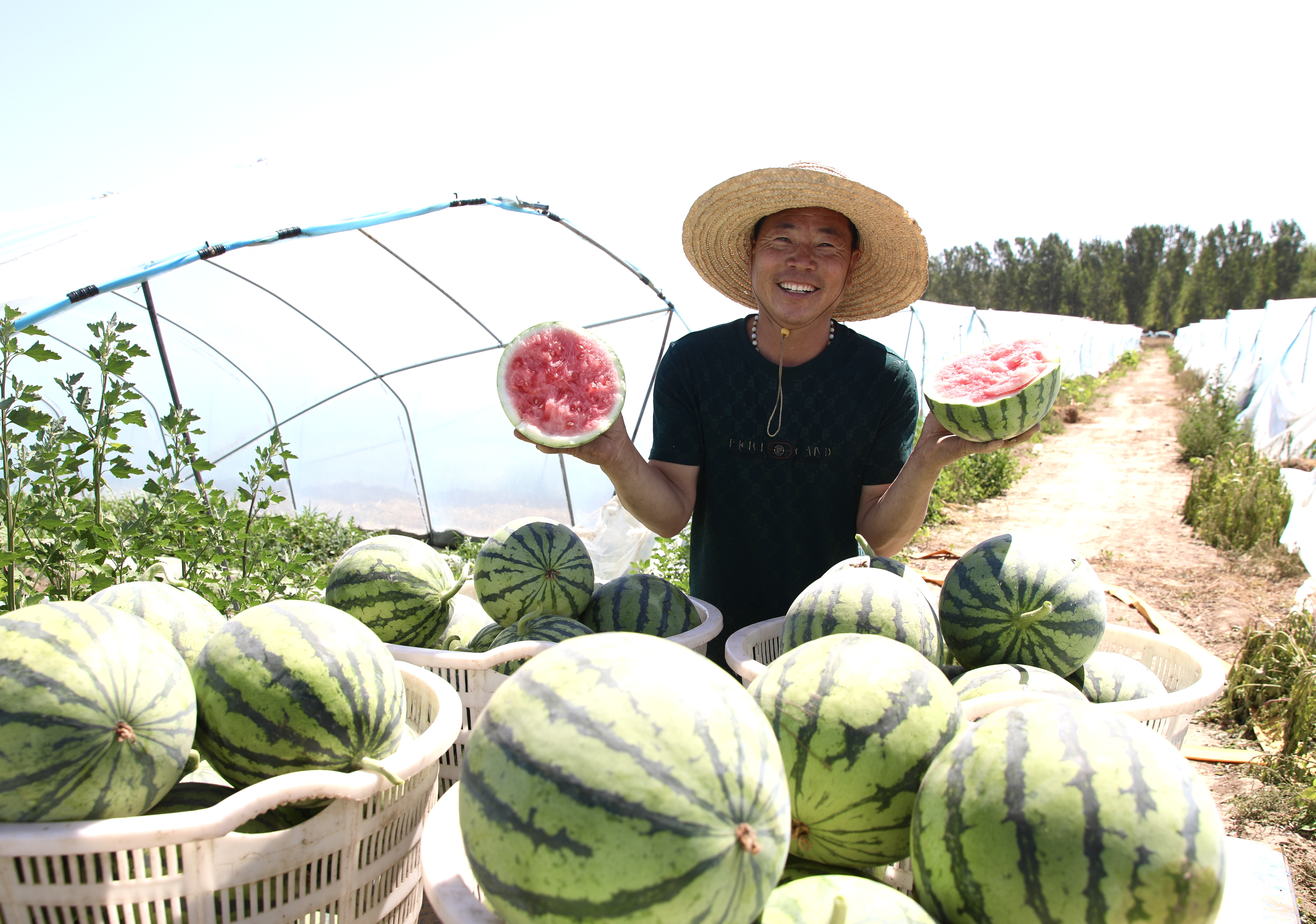 河北肃宁：西瓜丰收富农家_fororder_河北肃宁：西瓜丰收富农家4