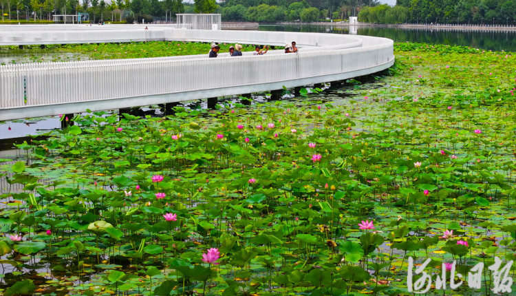 河北石家庄：荷花绽放 夏意满塘