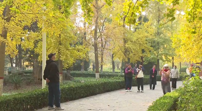 石家庄市鹿泉区海山公园：银杏“披金”醉游人_fororder_图片1