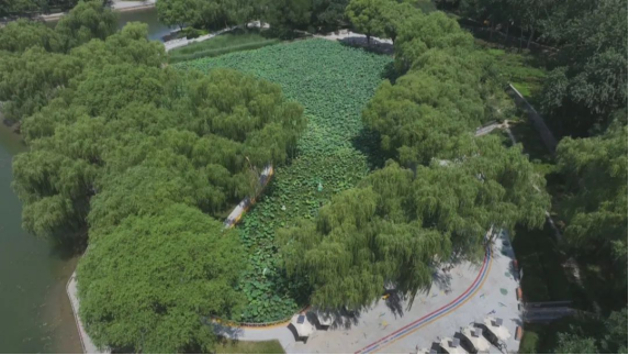石家庄市鹿泉区：万株荷花绽放 开启夏日赏荷季_fororder_石家庄市鹿泉区：万株荷花绽放 开启夏日赏荷季578