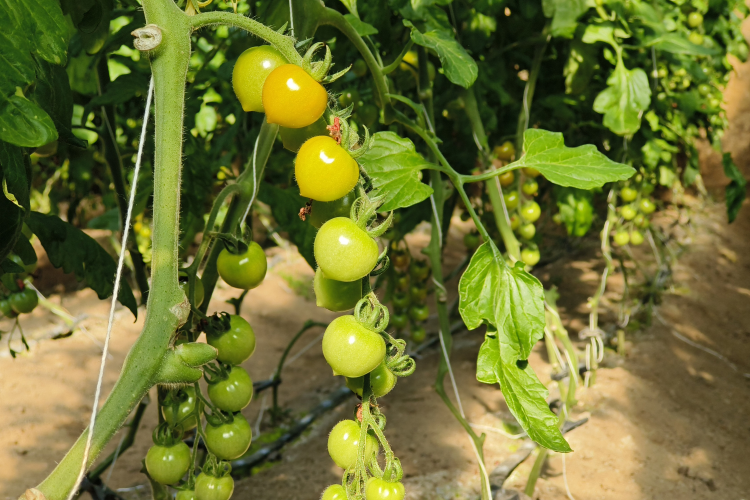 图片默认标题_fororder_图片 2