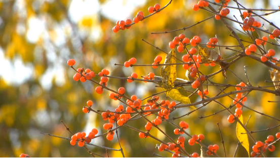 河北承德：避暑山庄秋意浓_fororder_避暑山庄秋意浓373