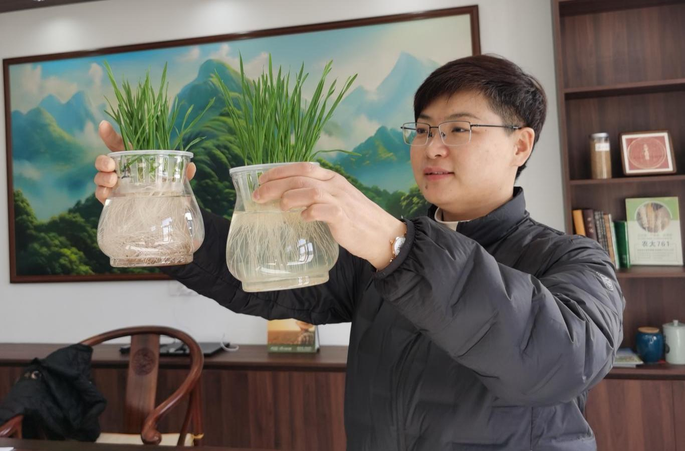 河北保定徐水区：一粒小麦种 “丰”行京津冀_fororder_图片 2