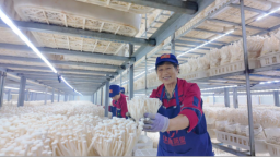 河北涞水：空调房撑开“致富伞” 科技助力“点菇成金”