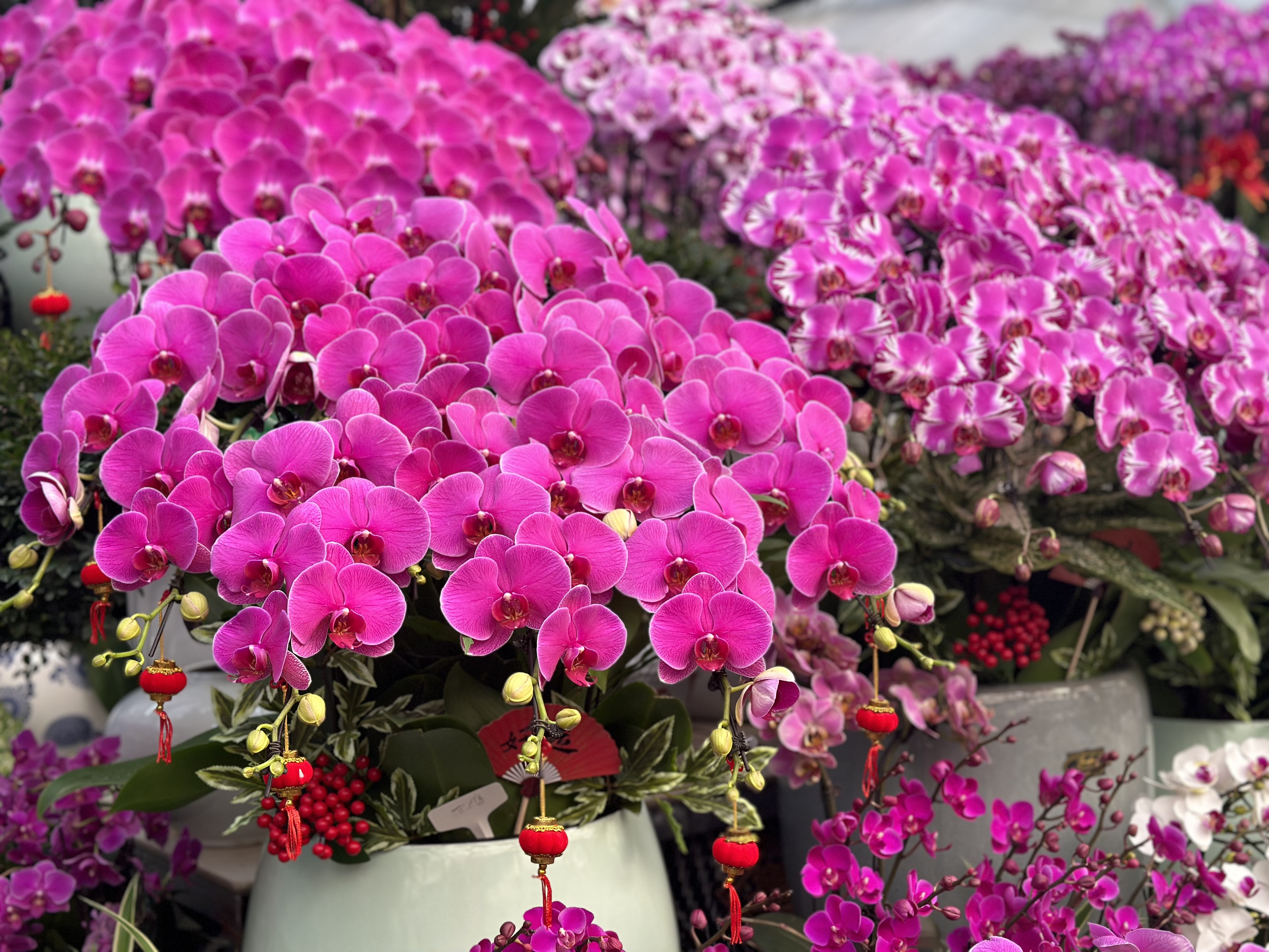 河北保定：鲜花市场春意浓