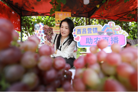 河北肥乡：“一果一景”串起农旅融合富民路_fororder_河北肥乡：“一果一景”串起农旅融合富民路497