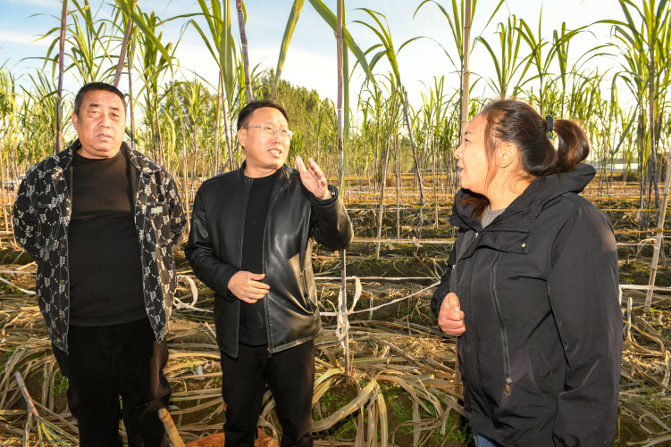 张春丽：把命运的“难”炼成日子的“暖”_fororder_涿州市百尺竿镇党委书记杨屹巍（图中）在张春丽的甘蔗地里了解种植情况，帮助协调土地流转。 刘永兴 摄