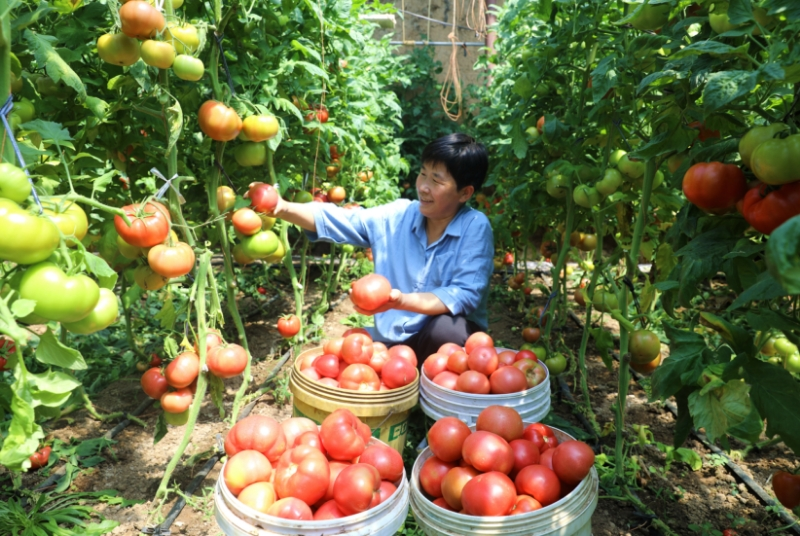 河北平泉发展设施农业助力农民增收_fororder_图片1