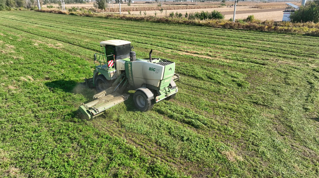 河北南皮：尾茬苜蓿喜迎收_fororder_国际在线图文：河北南皮：尾茬苜蓿喜迎收65