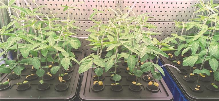 种业创新为大国粮仓筑牢丰收根基