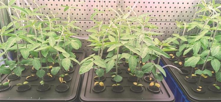 种业创新为大国粮仓筑牢丰收根基