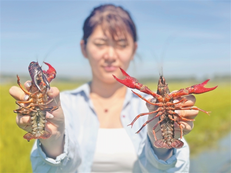 寒地小龙虾“游”出致富新路径